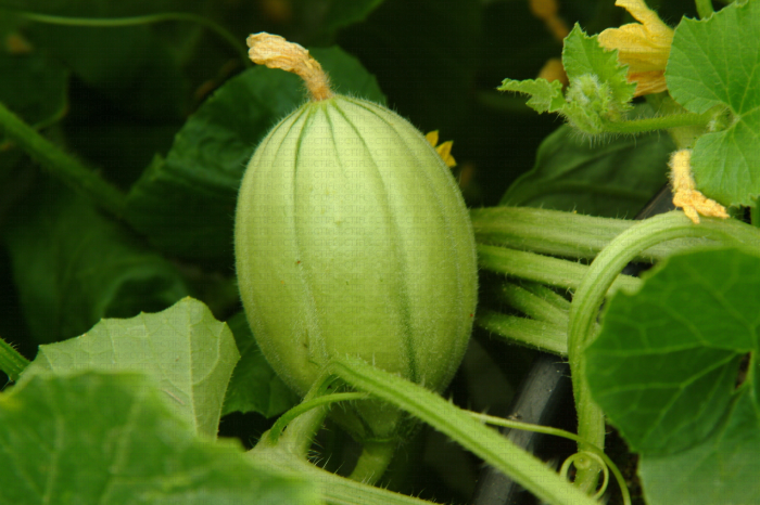 Melon en stade 7 développement du fruit